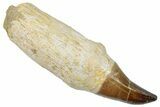 Fossil Rooted Mosasaur (Prognathodon) Tooth - Morocco #259749-1